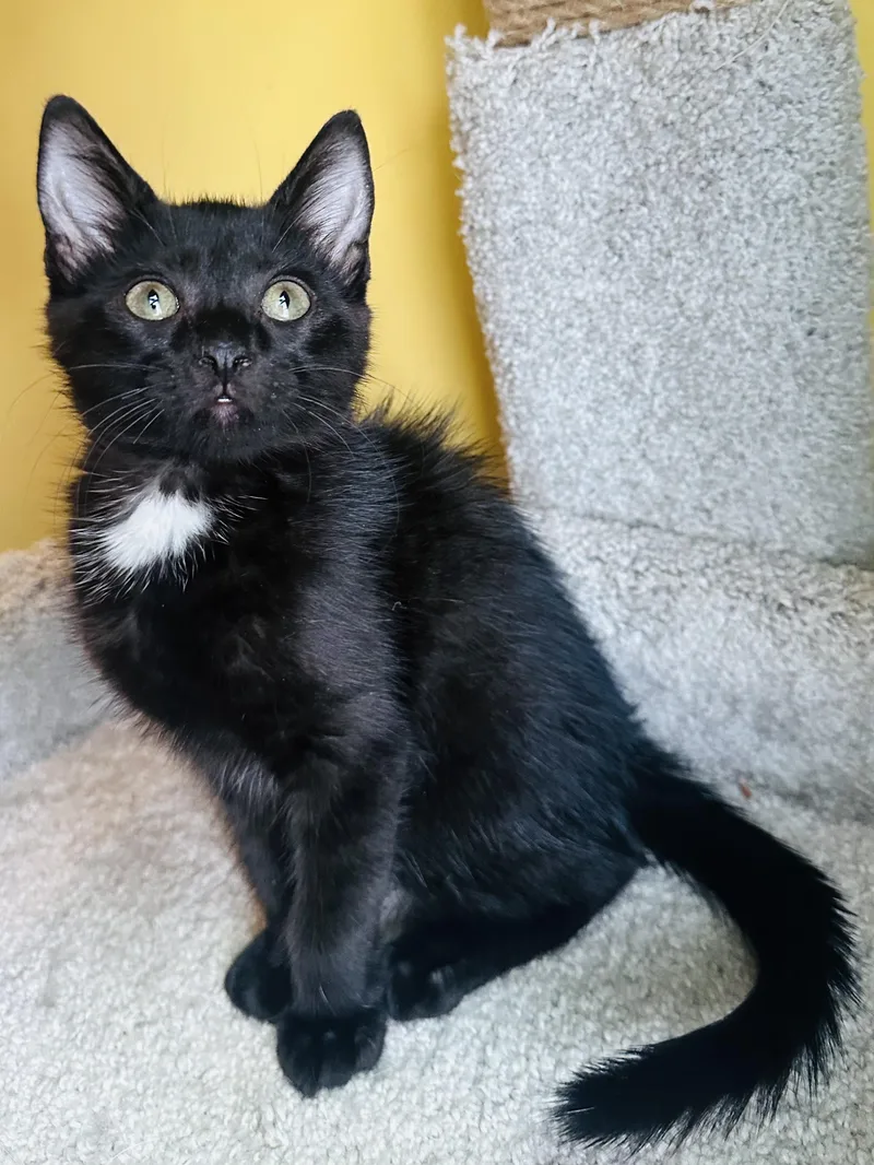 A baby medium-sized female Black & White / Tuxedo Domestic Short Hair cat named Arwen for adoption in Little River, SC