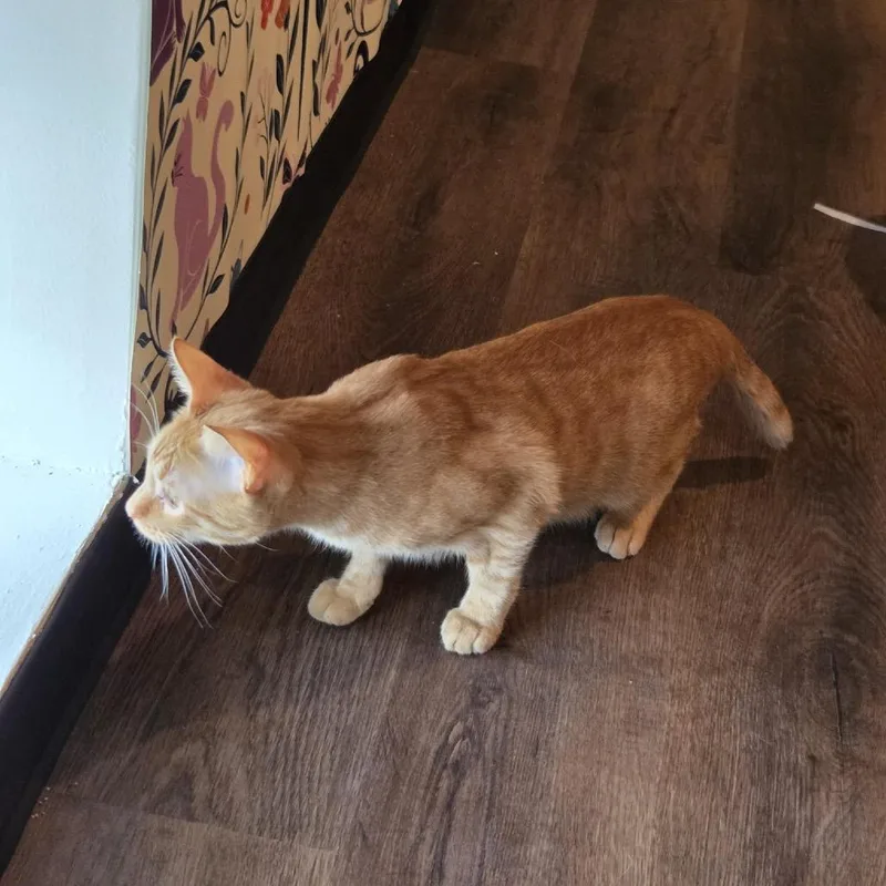 A young medium-sized male Orange / Red Domestic Short Hair cat named Oscar for adoption in Buffalo, MN