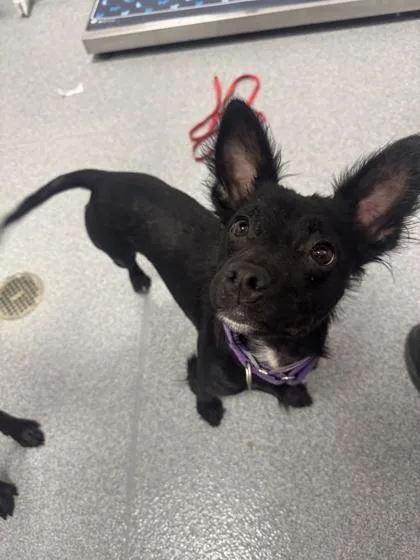 An adult small-sized female Chihuahua dog named Lupini for adoption in Sevierville, TN