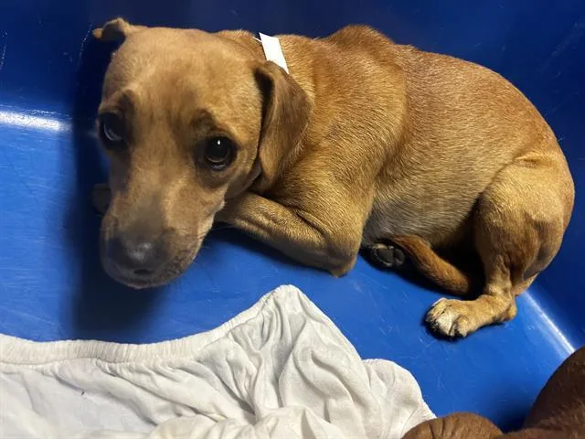 A young small-sized female Chihuahua dog named Pearl for adoption in Bakersfield, CA