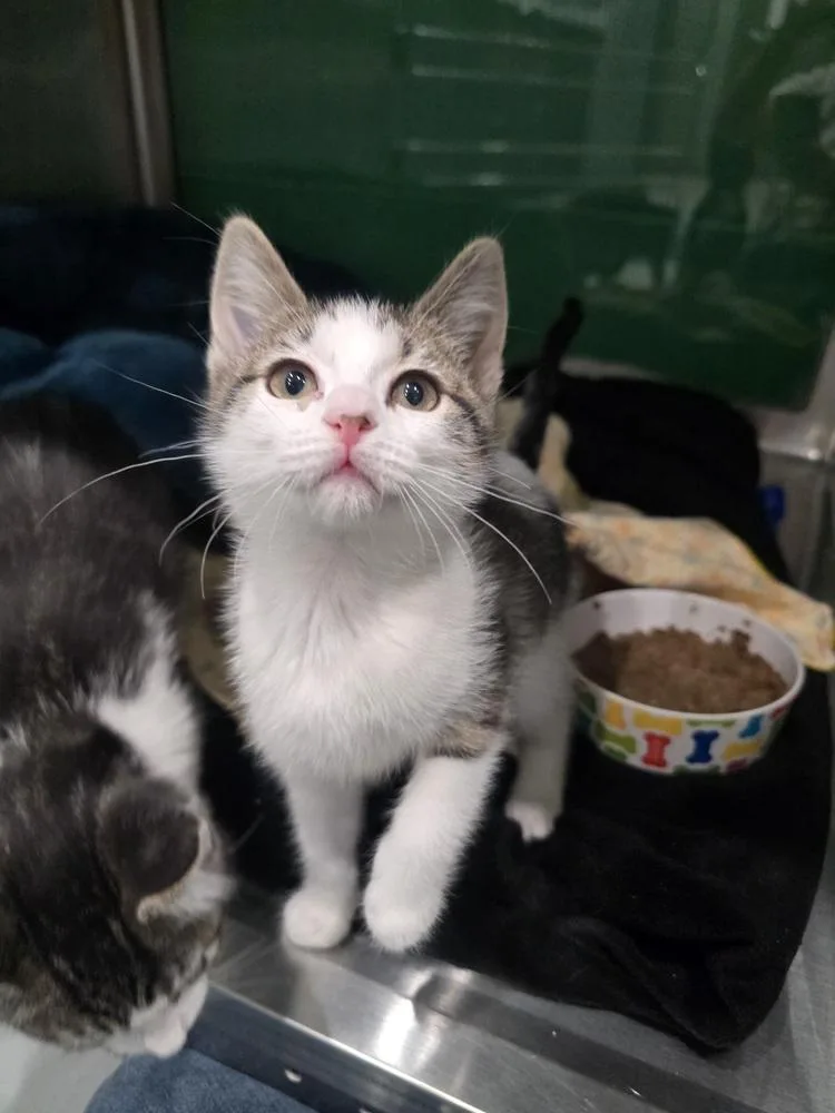 A baby small-sized female Domestic Short Hair cat named Chunky Monkey for adoption in Wellington, KS