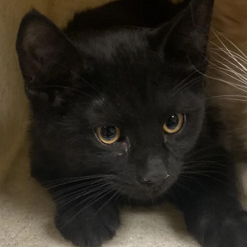 A baby small-sized male Domestic Short Hair cat named Dr. Pepper for adoption in Reno, NV