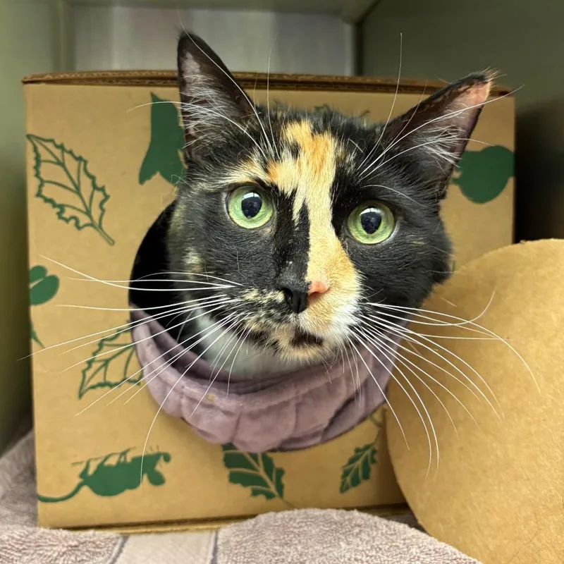 A senior large-sized female Tortoiseshell Domestic Short Hair cat named Sunflower for adoption in Fairport, NY