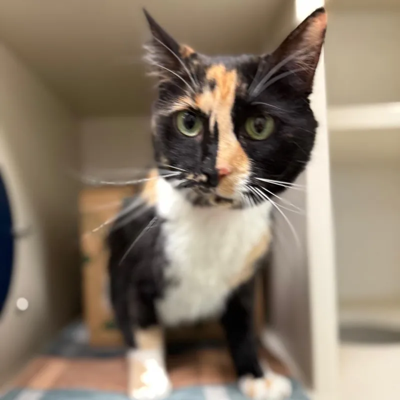 Sunflower thumbnail 2