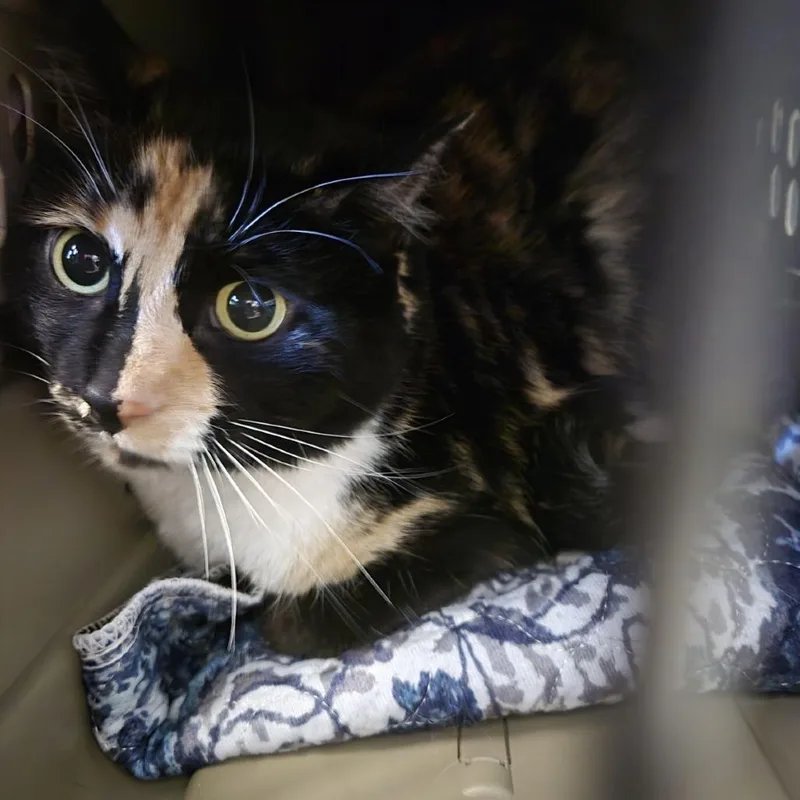 Sunflower thumbnail 3