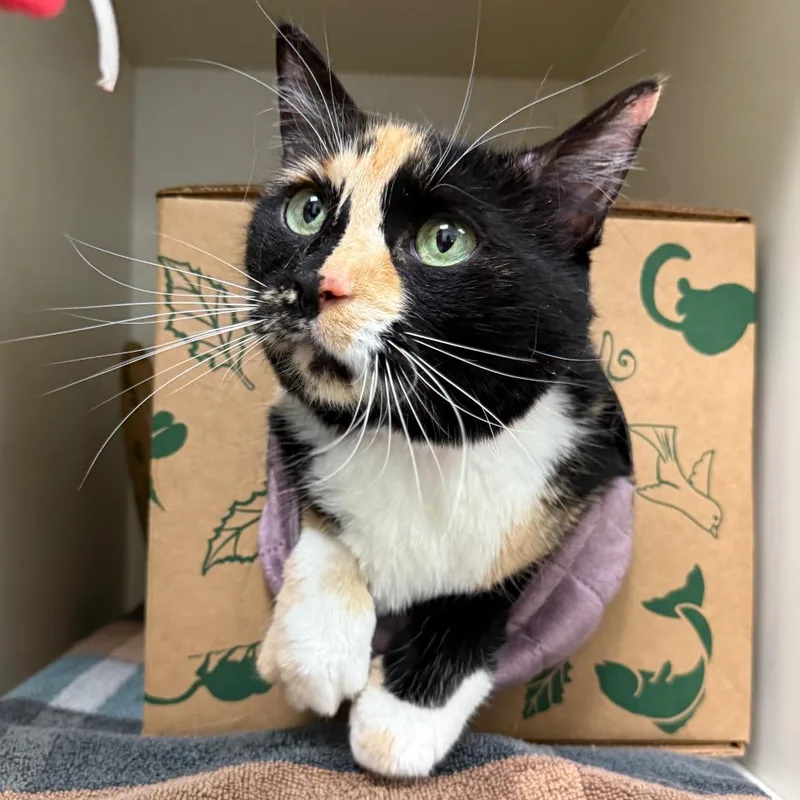 Sunflower thumbnail 4