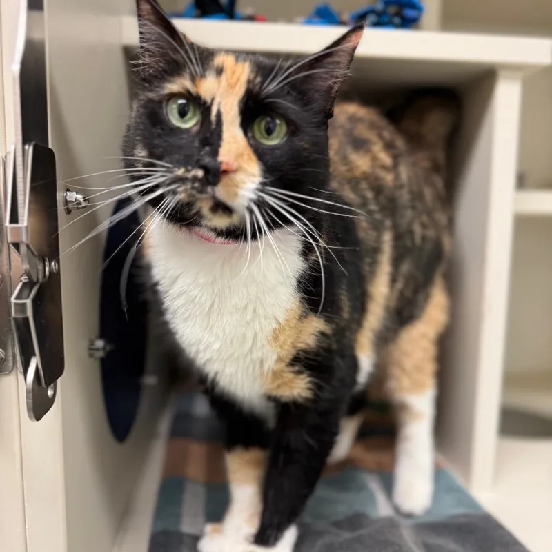 Sunflower thumbnail 5