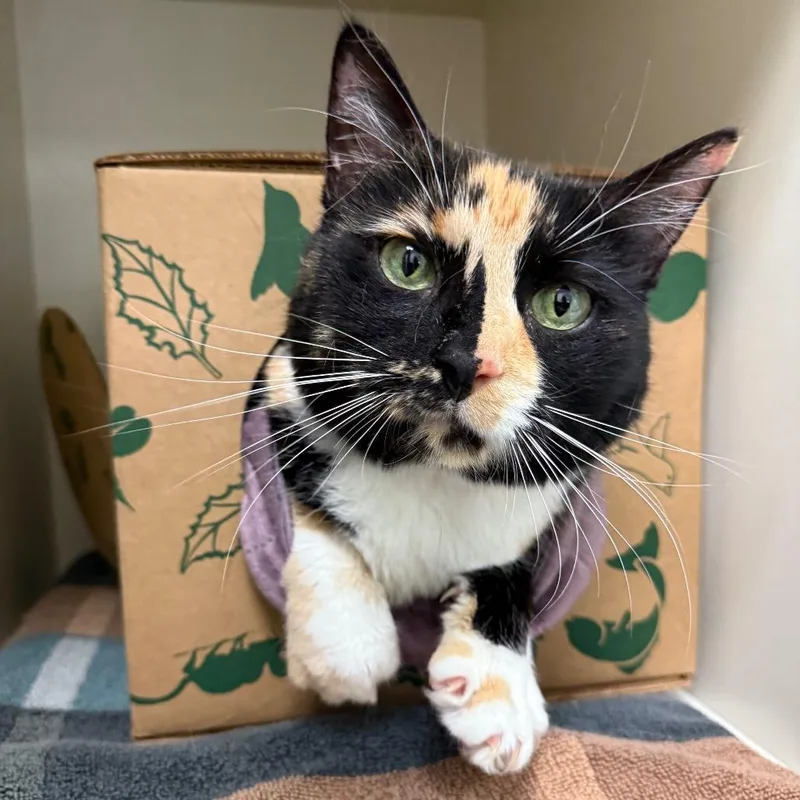 Sunflower thumbnail 6