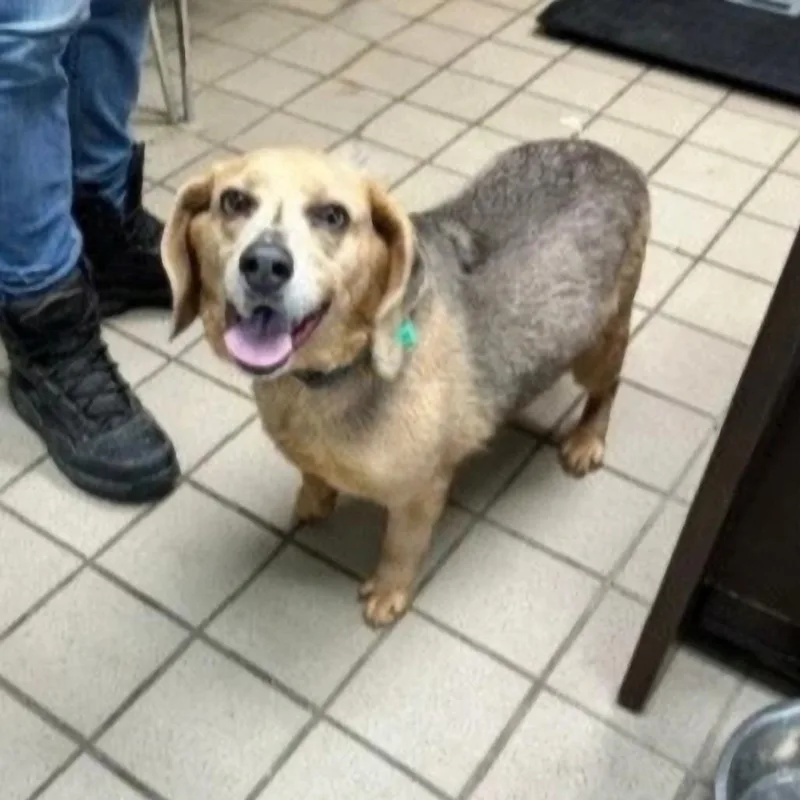 An adult medium-sized male Gray / Blue / Silver Beagle dog named Ollie for adoption in Erie, PA