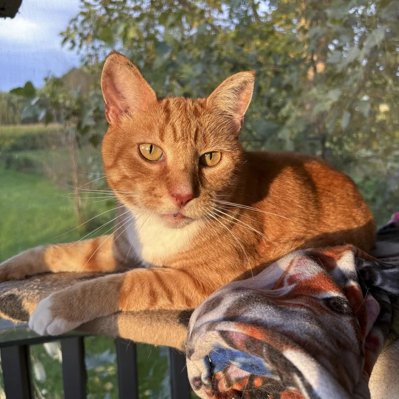 A senior medium-sized male Orange & White Domestic Short Hair cat named Sonny for adoption in Lone rock, WI