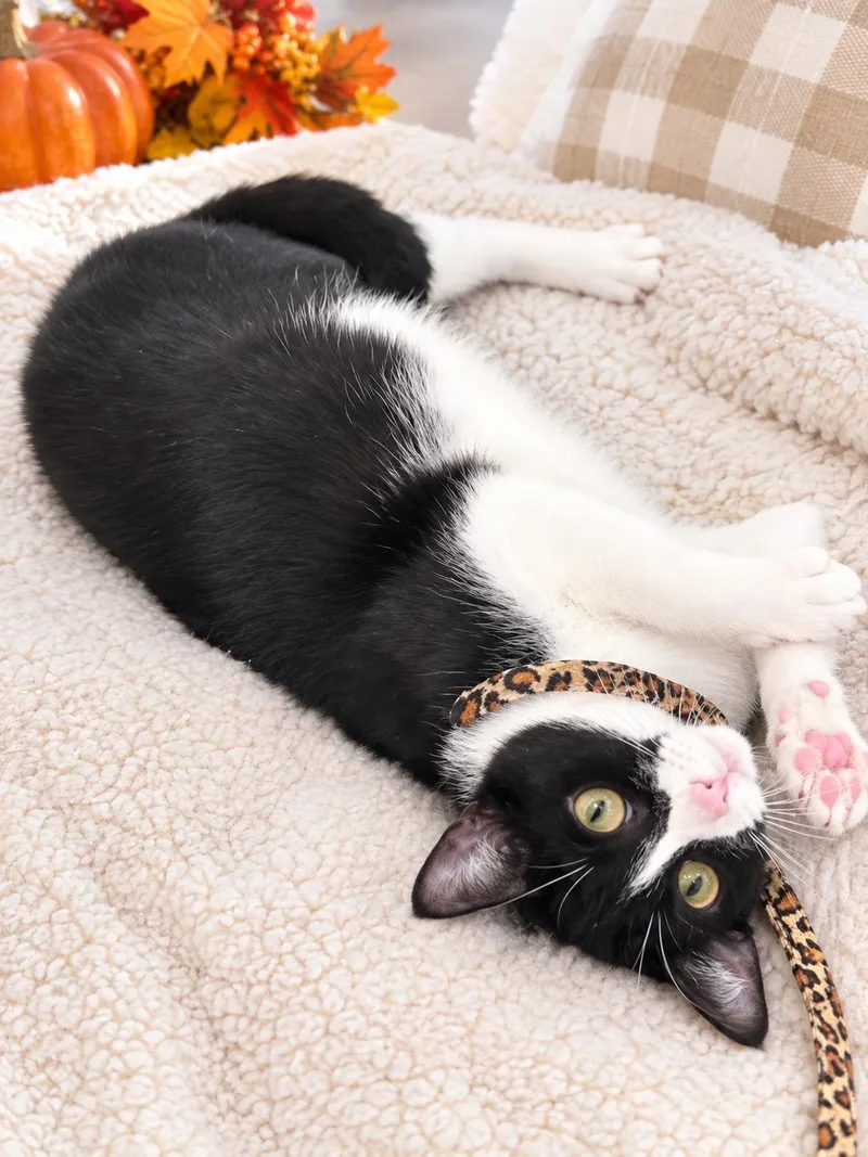 A young medium-sized female Black & White / Tuxedo American Shorthair cat named Molly for adoption in Liverpool, TX