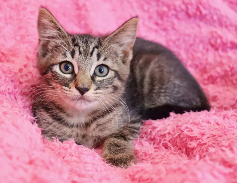 A baby medium-sized female Tabby (Buff / Tan / Fawn) Tabby cat named Cinderella for adoption in Saint Augustine, FL