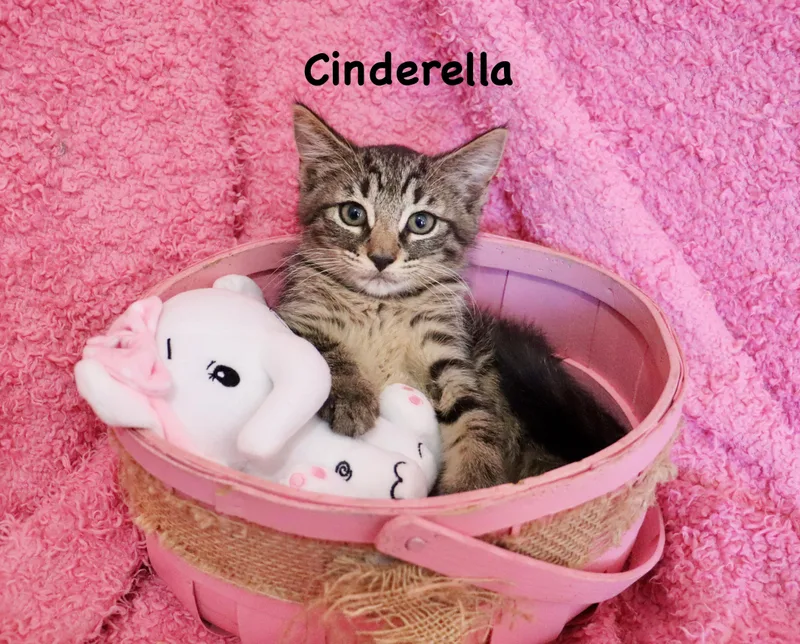 Cinderella thumbnail 5