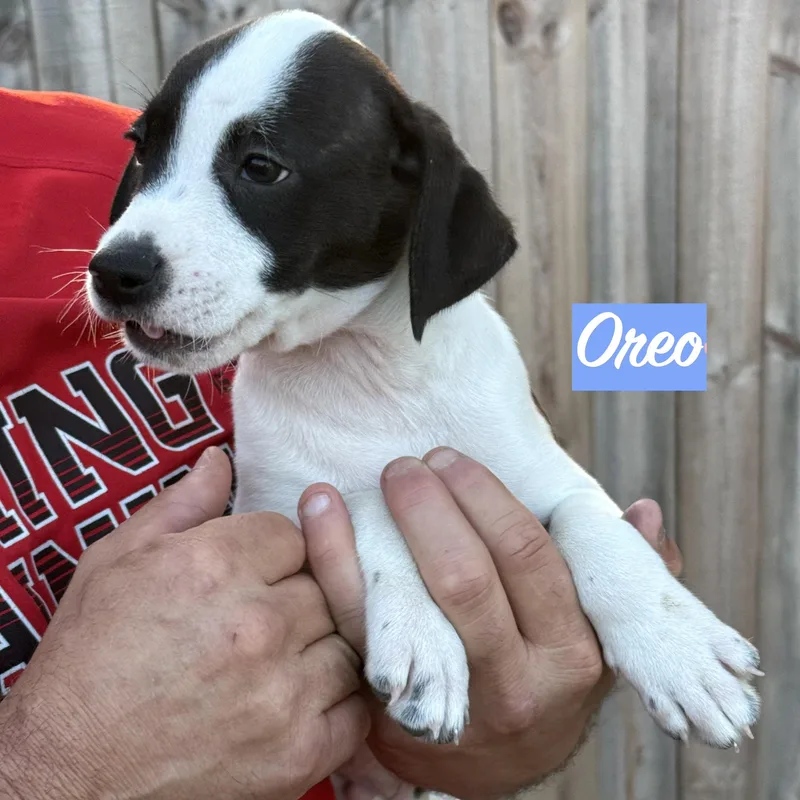 .oreo thumbnail 2