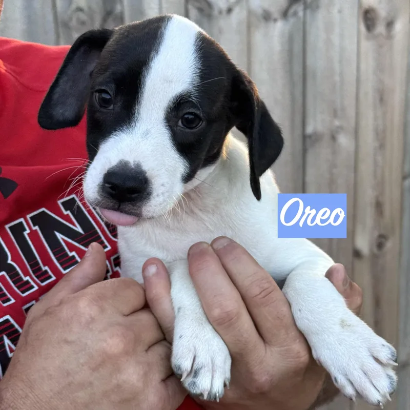 .oreo thumbnail 3