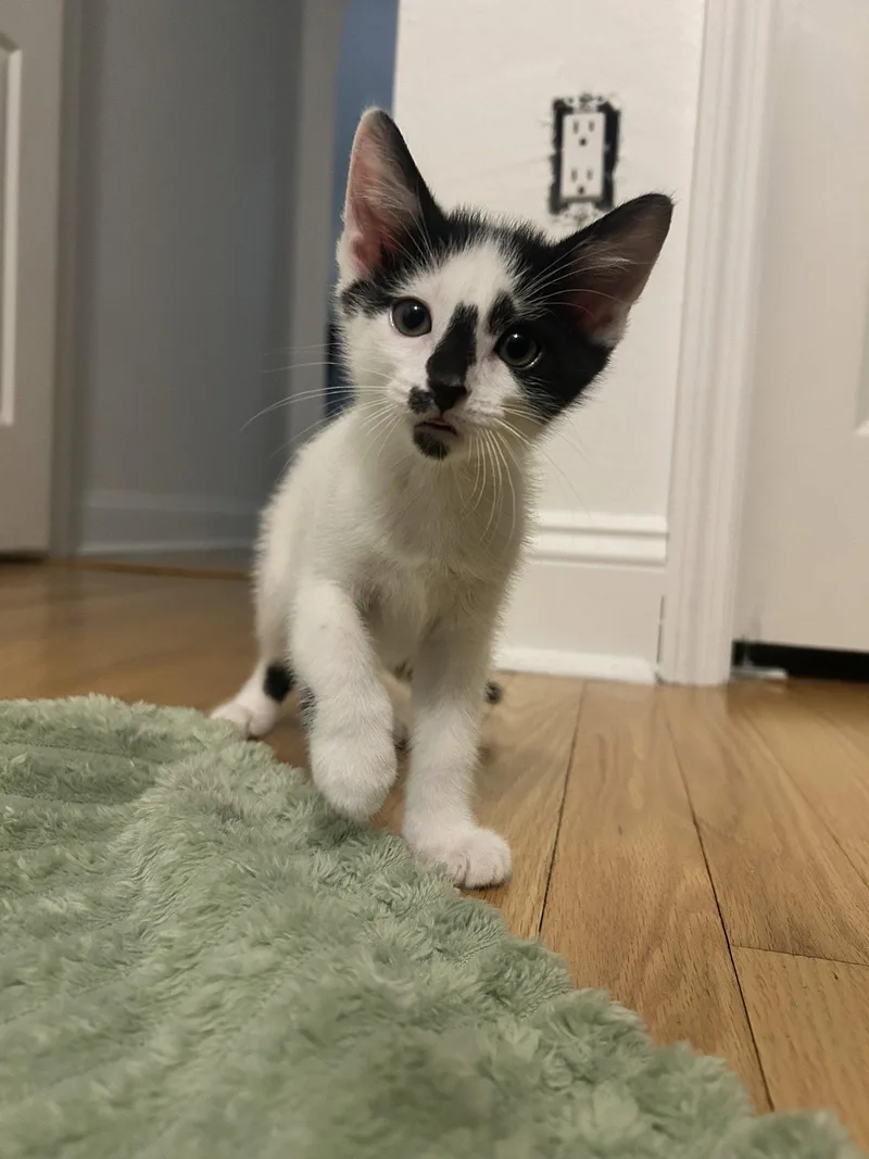 A baby medium-sized male Black & White / Tuxedo Domestic Short Hair cat named Sky for adoption in Wesley Chapel, FL