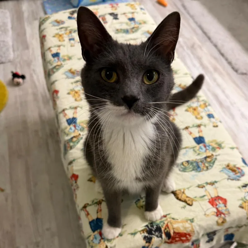A young medium-sized female Gray / Blue / Silver Domestic Short Hair cat named Brook for adoption in Orangevale, CA