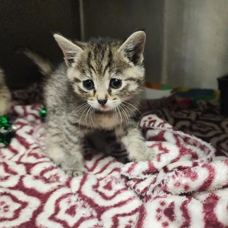 A baby small-sized female Gray / Blue / Silver Domestic Short Hair cat named Nikki for adoption in Evensville, TN