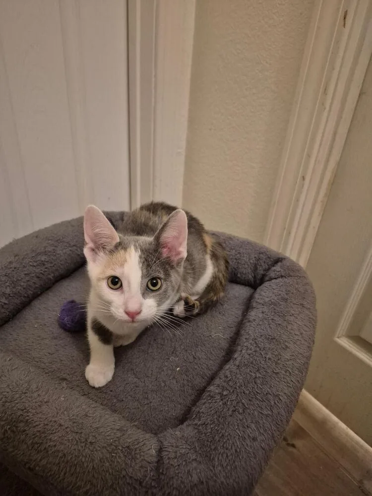 A baby small-sized female Gray & White Domestic Short Hair cat named Chili for adoption in Lancaster, CA