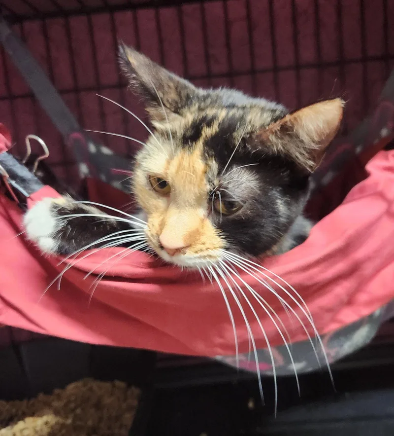 A young medium-sized female Domestic Short Hair cat named Half Pint for adoption in Crossville, TN