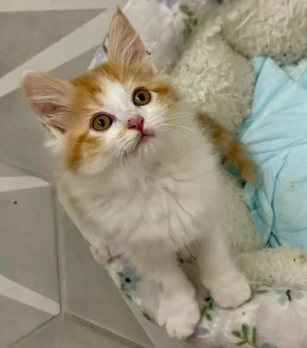 A baby medium-sized male Orange & White Domestic Medium Hair cat named Leopold Butterscotch for adoption in San Jose, CA