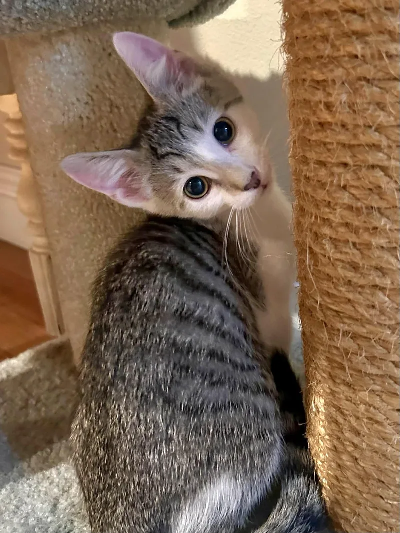 A baby small-sized male White Domestic Short Hair cat named Fox for adoption in Yorba Linda, CA