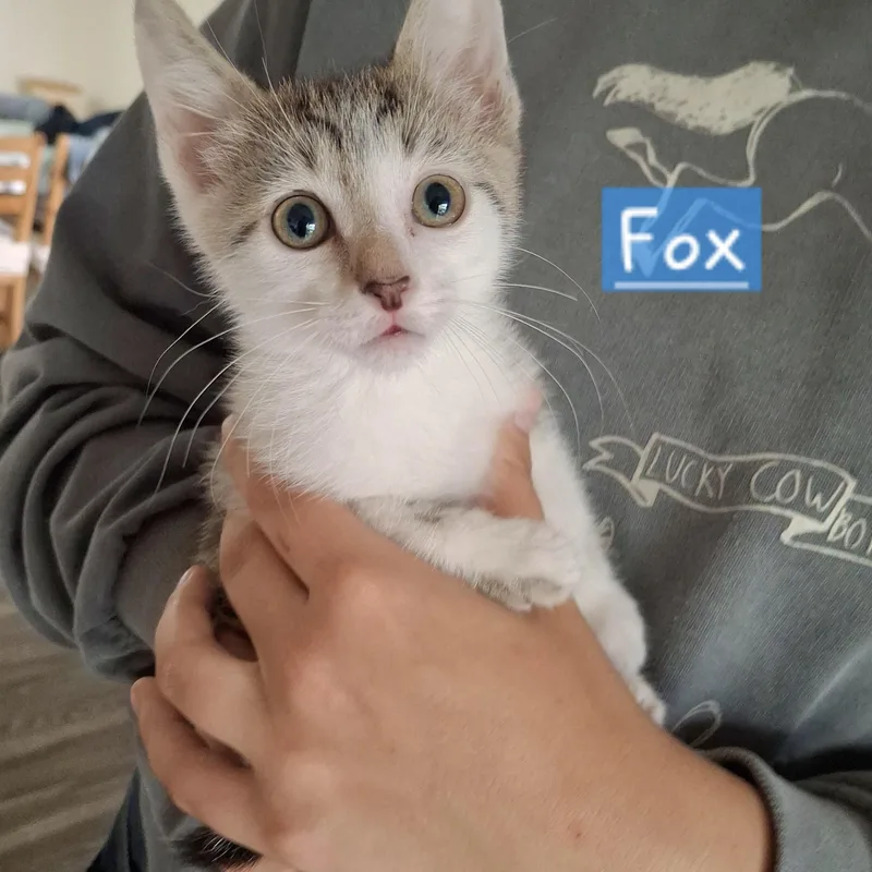 Fox thumbnail 2