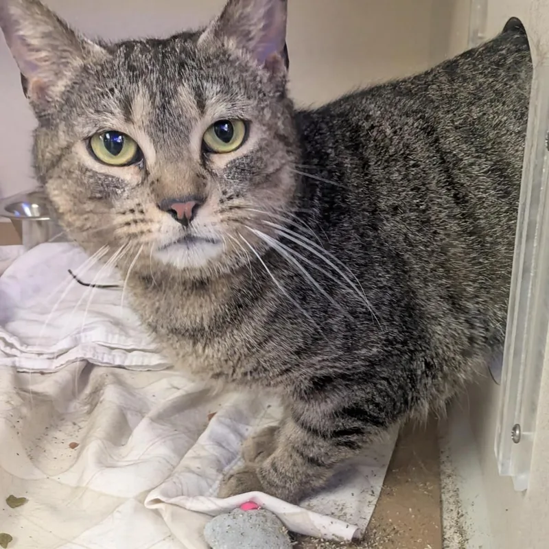 A young medium-sized female Brown / Chocolate Domestic Short Hair cat named Taylor for adoption in New York, NY