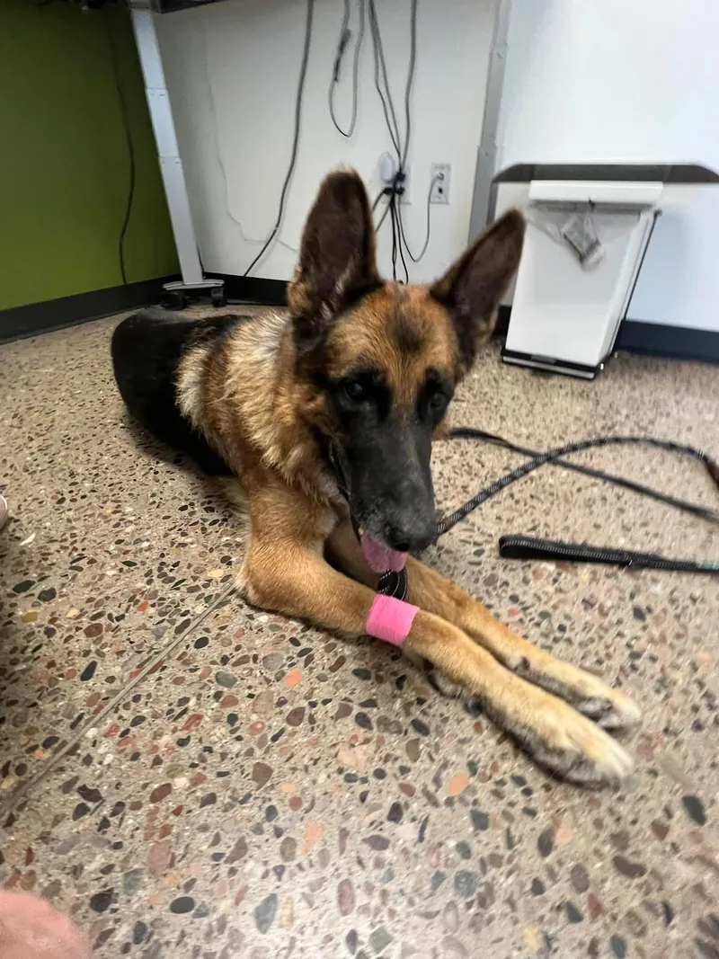 A senior large-sized male Black German Shepherd Dog named Zeus for adoption in Glendale, AZ