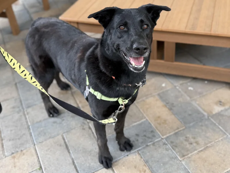 An adult large-sized female Labrador Retriever dog named Loni for adoption in Mission Viejo, CA