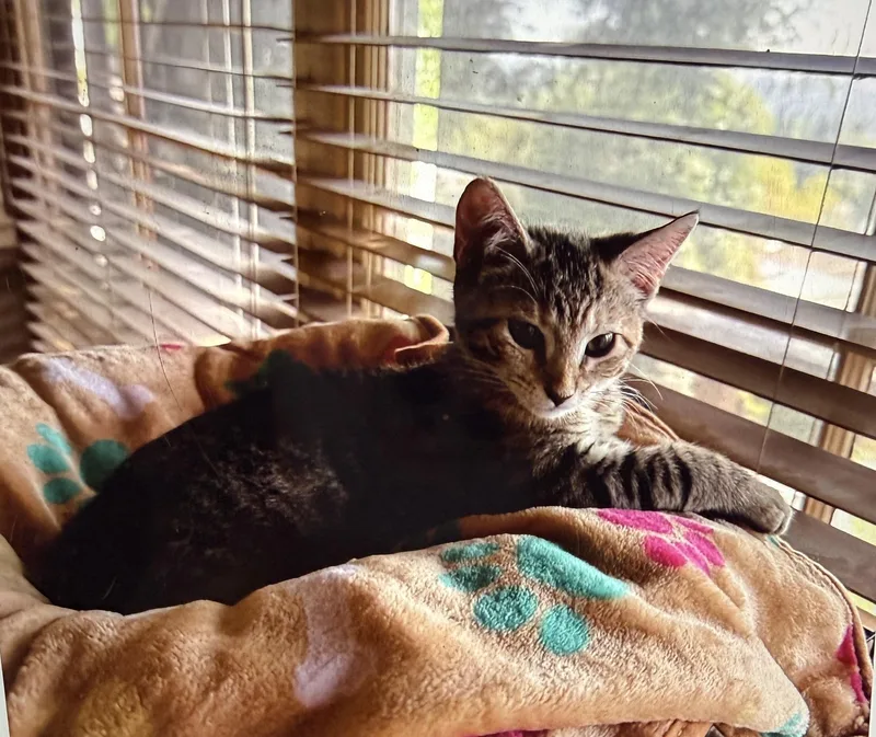 A baby small-sized female Domestic Short Hair cat named Pebbles for adoption in South Pasadena, CA