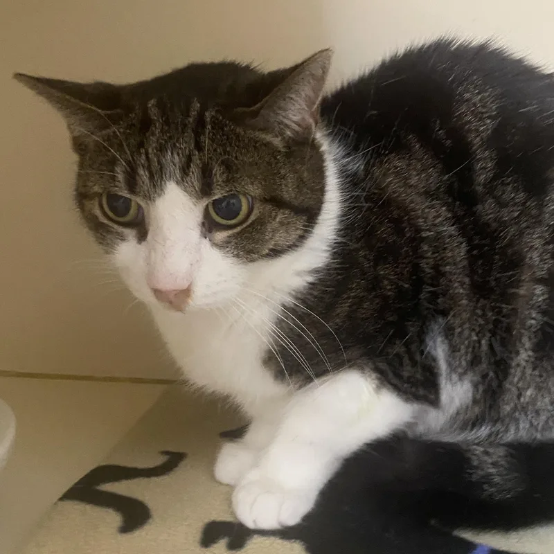 A senior medium-sized female Tabby (Brown / Chocolate) Domestic Short Hair cat named Marbles for adoption in Elyria, OH