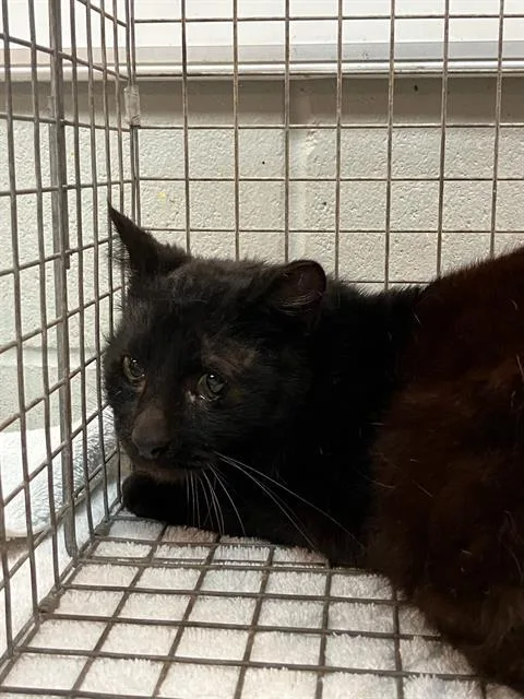 A young small-sized female Domestic Short Hair cat named Blueberry for adoption in Jacksonville, FL