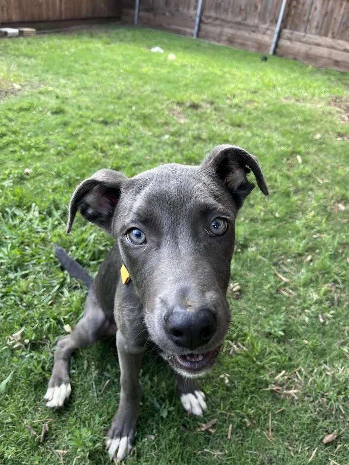 Skippy A thumbnail 2