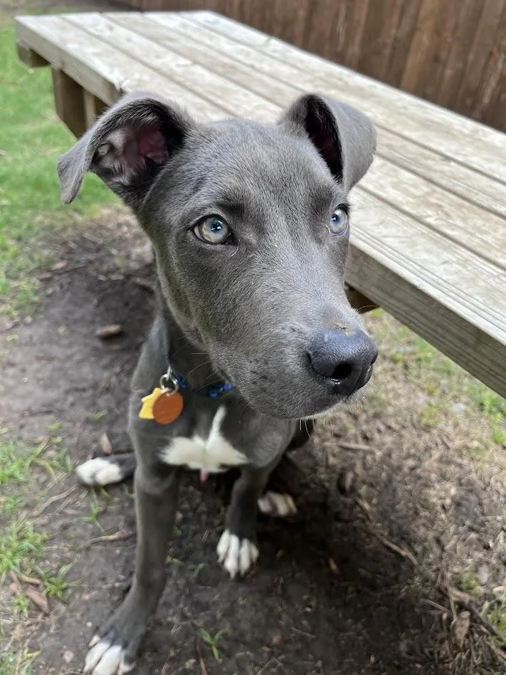 Skippy A thumbnail 3