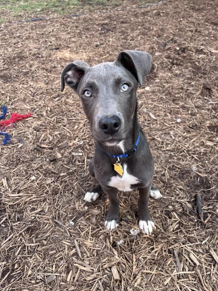 Skippy A thumbnail 4