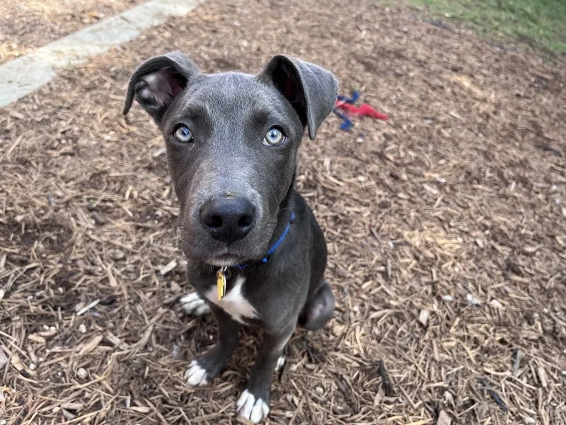 A baby medium-sized male Pit Bull Terrier dog named Skippy A for adoption in Plano, TX
