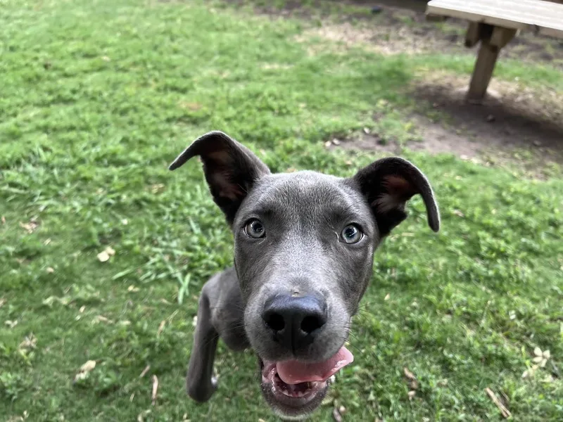 Skippy A thumbnail 5