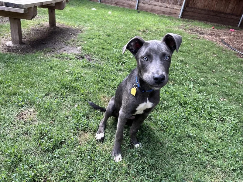 Skippy A thumbnail 6