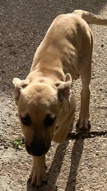 A baby large-sized male Mixed Breed dog named Woody for adoption in Dallas, TX