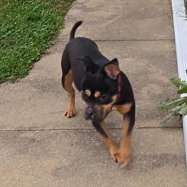 A young medium-sized female Black Mixed Breed dog named Binx for adoption in Edwards, IL