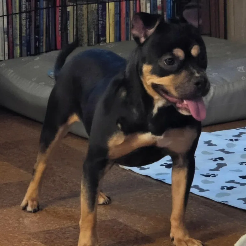 Binx thumbnail 2