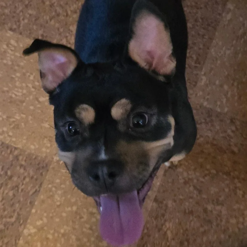 Binx thumbnail 3