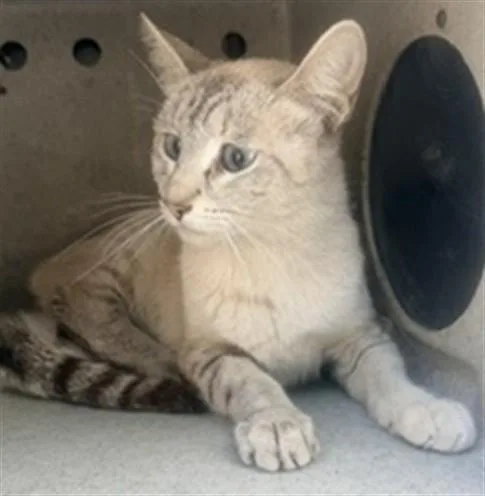 A young large-sized female Domestic Short Hair cat named Camden for adoption in Baldwin Park, CA