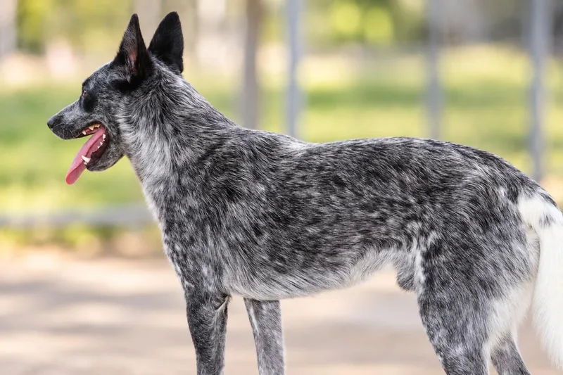 An adult medium-sized male Merle (Blue) Australian Cattle Dog / Blue Heeler dog named Bob Ross for adoption in Watertown, CT