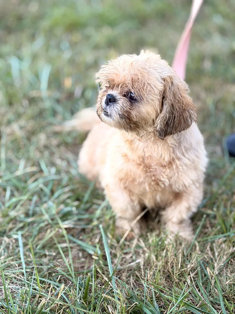 An adult small-sized female White / Cream Shih Tzu dog named Katherine for adoption in Gradyville, KY