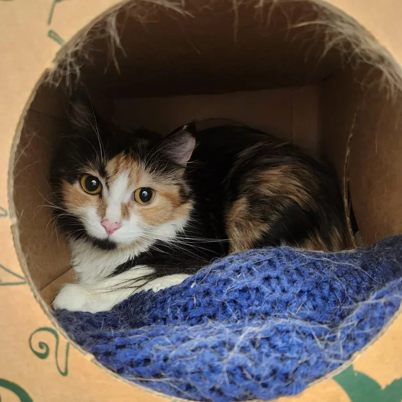 A young medium-sized female Calico Domestic Short Hair cat named Kenita for adoption in Fairport, NY