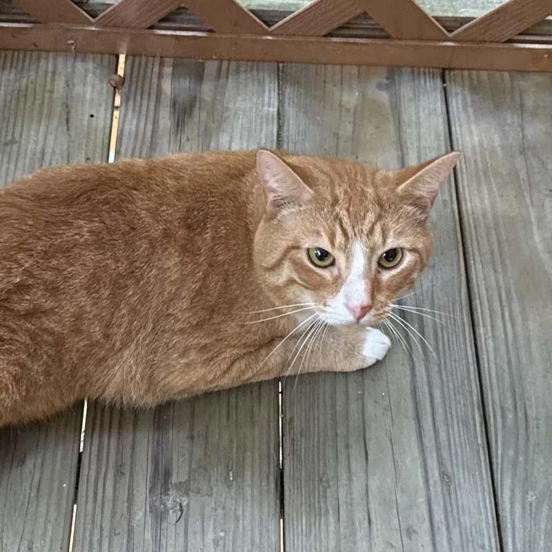 A young medium-sized male Orange / Red Domestic Short Hair cat named Twiz for adoption in Tupelo, MS