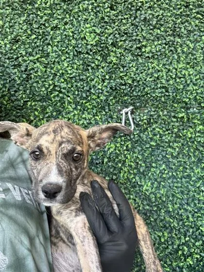 A young small-sized male Brindle Pit Bull Terrier dog named 59693178 for adoption in El Paso, TX
