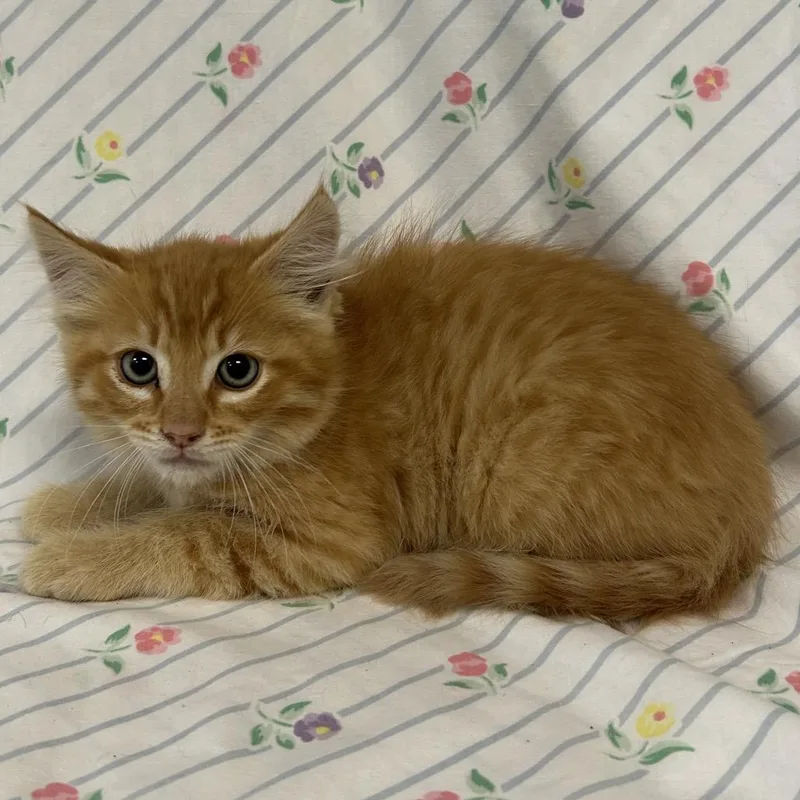 A baby small-sized male Domestic Long Hair cat named Piston for adoption in Coos Bay, OR